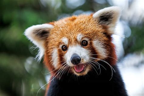 Panda Roux Banque Dimages Et Photos Libres De Droit Istock