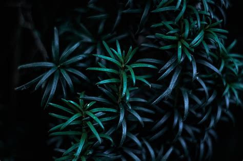 1920x1080px Free Download Hd Wallpaper Green Leafed Plants Leaves
