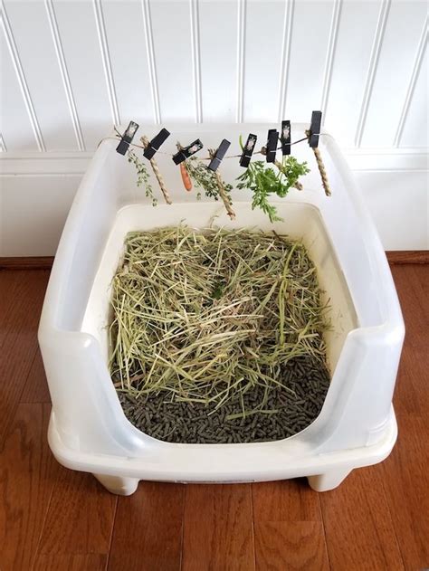 Litterbox training can reduce your trouble dramatically, but rabbits require a special type of litterbox setup. Litter Box Training a House Rabbit | Indoor rabbit, Pet ...