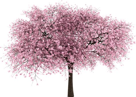 Download Transparent 20 Imágenes De Árbol Png - Cherry Blossom Tree Png png image