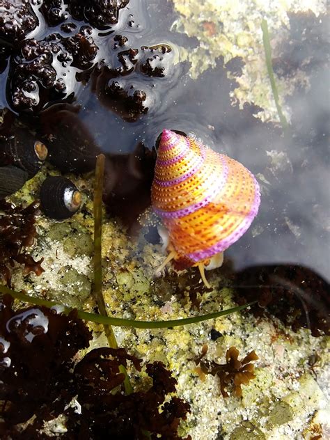 Tidepool Treasures Jeweled Top Snail