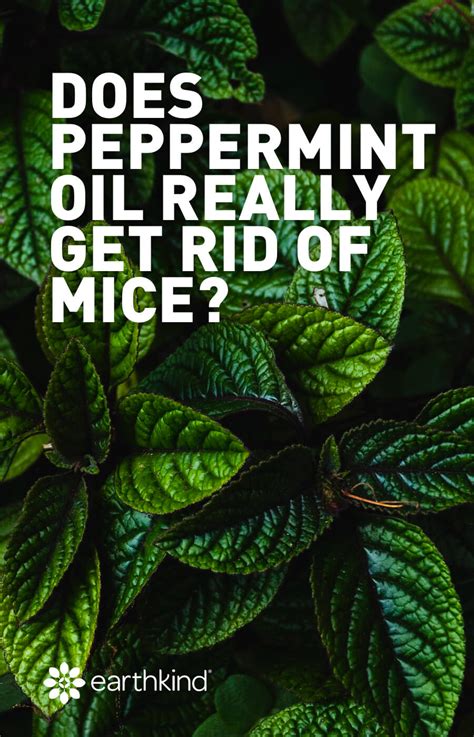 See full list on fabnaturals.com Does Peppermint Oil Really Get Rid of Mice? | Earthkind