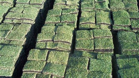 University of florida, institute of food and agricultural sciences extension outreach is a partnership between state, federal, and county governments to provide scientific knowledge and expertise to the public. Florida Nursery Mart | Plants, Sod, and Everything Landscaping