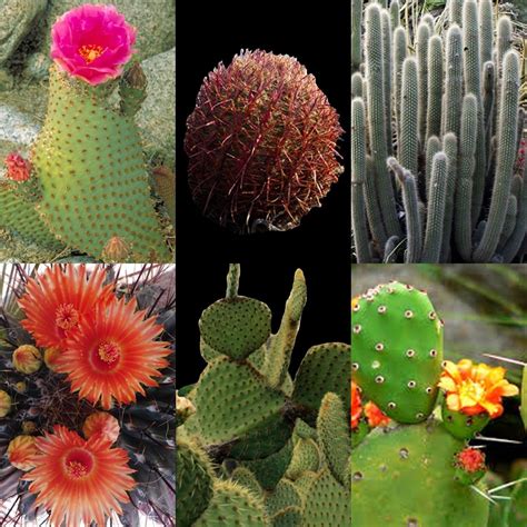 Page 1 of 1 start overpage 1 of 1. 100 CACTUS MIX SEEDS RARE SUCCULENTS CACTI VARIETY EXOTIC ...