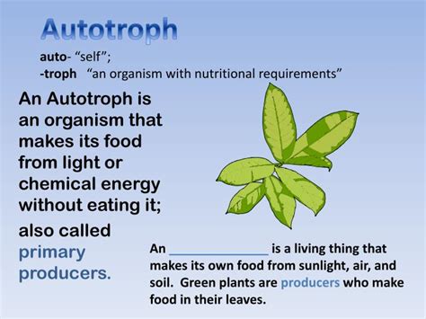 Autotrophs, shown in figure below , store chemical energy using the light energy, they combine the reactants to produce glucose and oxygen, which is a waste product. PPT - Guess Who's Coming to Dinner? PowerPoint ...