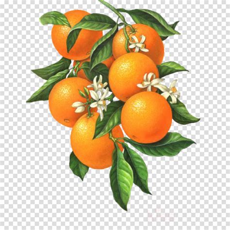 We did not find results for: Blossom Flower Clipart | Botanical illustration, Flower ...