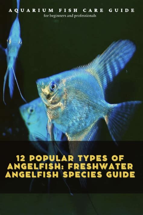 Buy 12 Popular Types Of Angelfish Freshwater Angelfish Species Guide