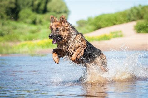 Can German Shepherds Swim Things To Consider