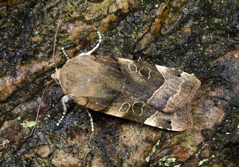 Introduced from europe to nova scotia in 1979, this moths feed on nectar and other fluids, sometimes from fruit and sap, and we have no knowledge of the particular requirements of the large yellow underwing. Large yellow underwing moth - Stock Image - C024/2985 ...