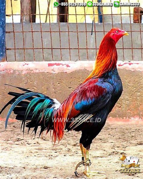 Acara festival musim semi di vietnam diramaikan oleh acara sabung ayam, yang banyak diikuti oleh. Pin di SABUNG AYAM ONLINE