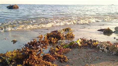 Perhatikan gambar rambatan gelombang berikut! Gelombang laut - YouTube