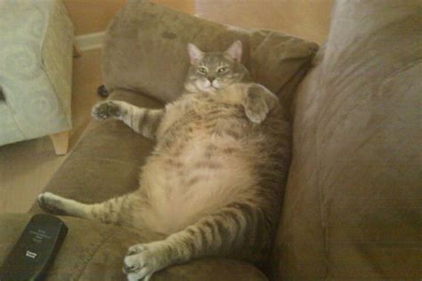 14 Huge Cats Who Are Clearly Not Kittens Anymore