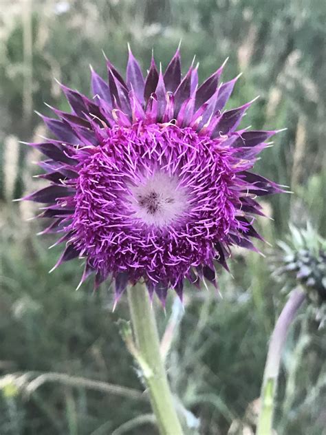 Bristle Thistle Colorados Wildflowers