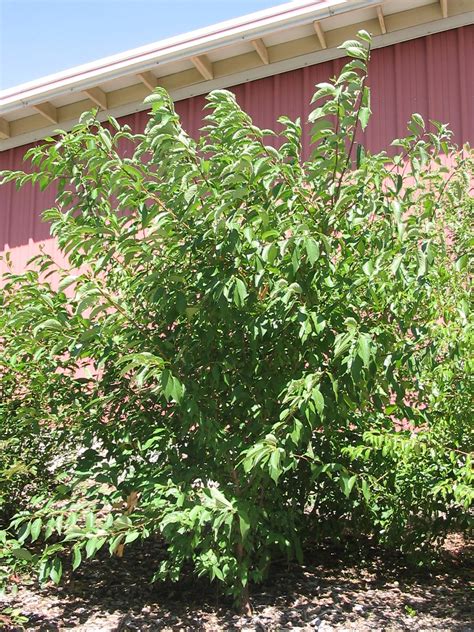 Identifying trees of the east: American Plum