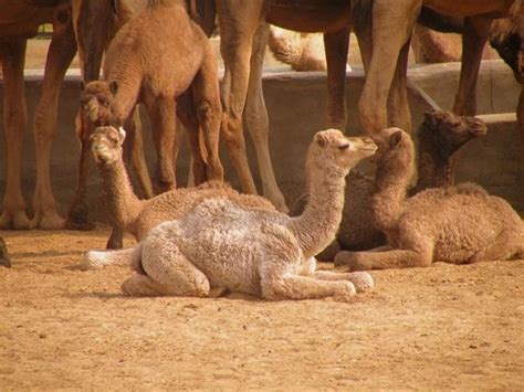 How many humps does a bactrian camel have? National Research Centre on Camel (Bikaner) - 2021 What to ...