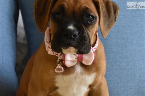 7 boxer puppies born on feb 6, 2017 beautiful healthy pups , we have females and 6 fawn males. Sasha : Boxer puppy for sale near Orange County, California. | abe1294f-cb11