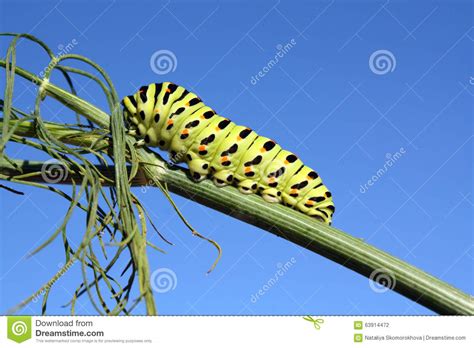 A Caterpillar Crawling On The Branch Stock Photo Image Of Blur Multi