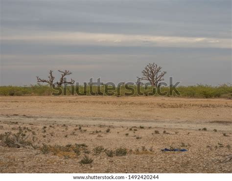 Single Baobabs On African Steppe During Stock Photo 1492420244