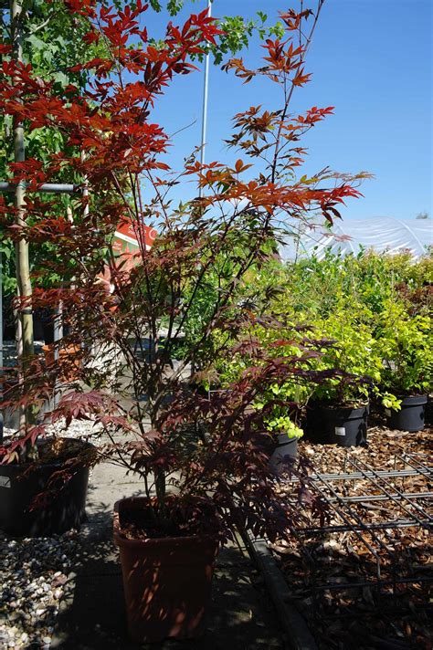 .palmatum 'atropurpureum' acer palmatum 'bloodgood' acer palmatum 'crimson queen' acer palmatum 'garnet' acer palmatum 'katsura' acer palmatum 'momoiro koyasan' acer palmatum. Acer palmatum Atropurpureum 14 liter - goedkopeolijfbomen.nl
