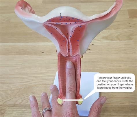 How To Measure Your Cervix Or Cervical Position A Step By Step Guide