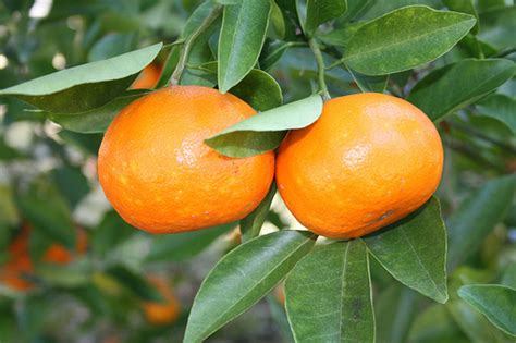 Exotic Fruit Trees Seedless Sweet Tangerine Tree Oversize