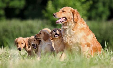 14 Criteria For Finding A Good Reputable Dog Breeder
