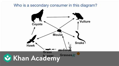 A food chain outlines who eats whom. Example identifying roles in a food web | Ecology | High ...