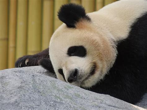 Tudo O Que Você Precisa Saber Sobre O Panda Gigante Ciência Galileu