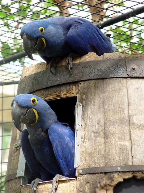 Parrot Cage Hyacinth Macaw Pictures Parrot Cage Parrot Macaw