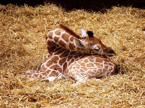 Giraffes Sleeping