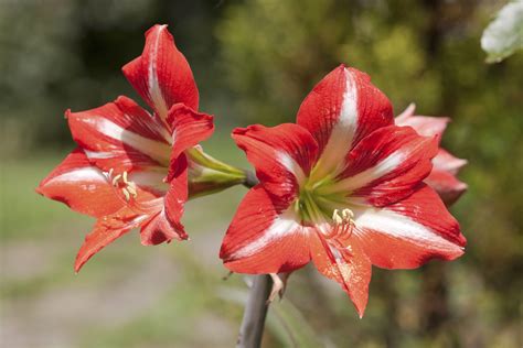 Imposante amaryllis raritäten jenseits von rot und purpur. Amaryllis: Den Ritterstern richtig pflegen | Pflege-Tipps ...