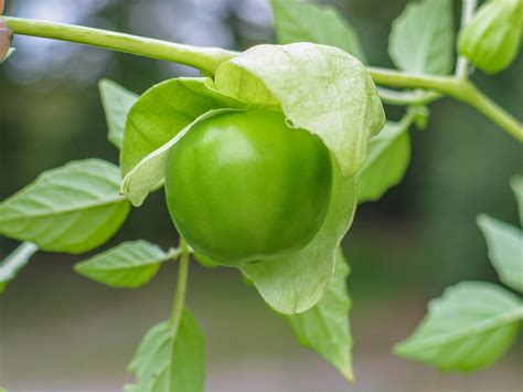 Ripe tomatillos turn green to pale yellow. Tomatillo - Physalis ixocarpa - Ethnobotanik