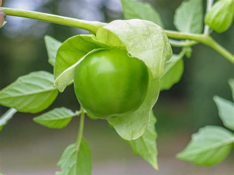 Fruits will ripen over the course of several months, with the heaviest crops late in the fall. Tomatillo - Physalis ixocarpa - Ethnobotanik