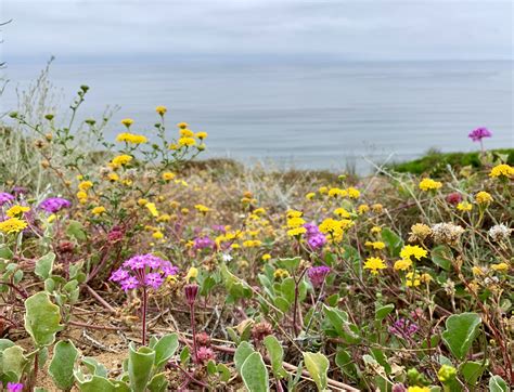San Diegos Endemic Plants New Species And Living Fossils San Diego