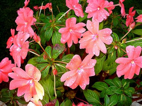 New guinea impatiens (impatiens hawkeri) bloom as profusely in the garden as common new guinea impatiens make wonderful container plants. New Guinea Impatiens Planting and Care