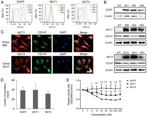 Overexpression Of Monocarboxylate Transporter 4 Promotes The Migration