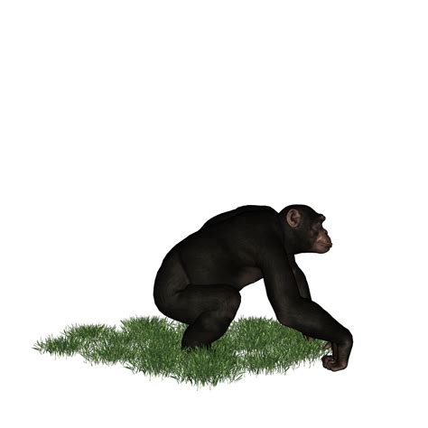 Chimpanzee Isolated 3d 28292412 Png