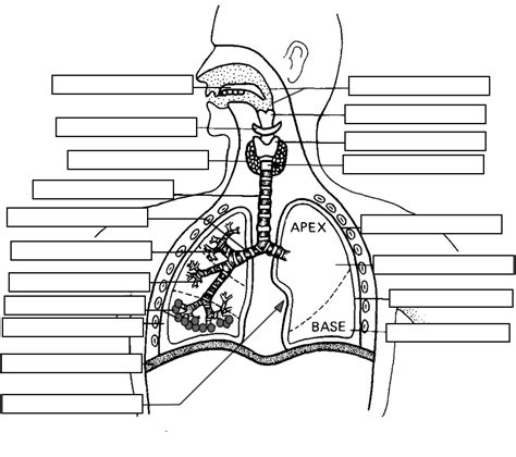 Anatomy Respiratory System