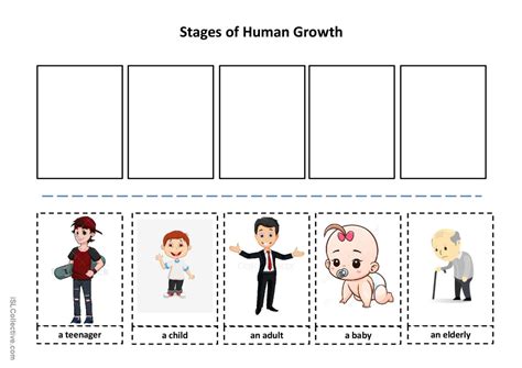Stages Of Human Growth English Esl Worksheets Pdf And Doc