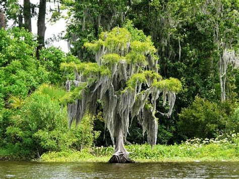 Miniature A Miniature Cypress Tree Draped In Spanish Moss Alan