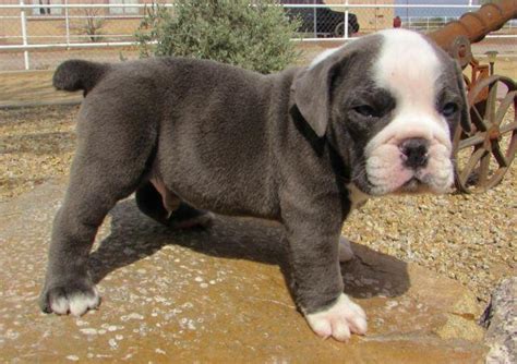World class bulldog puppies in rare exotic colors carefully wrapped around quality and health. BLUE, English Bulldog puppy for Sale in Buckeye, Arizona ...