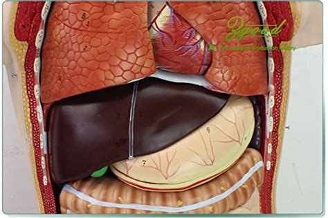 От партнера dp8 июля 2020 г. Professional Medical Anatomy of Human Organ System Trunk ...
