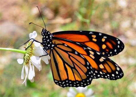 Danaus Plexippus Perched On White Petaled Flower Monarch Butterfly