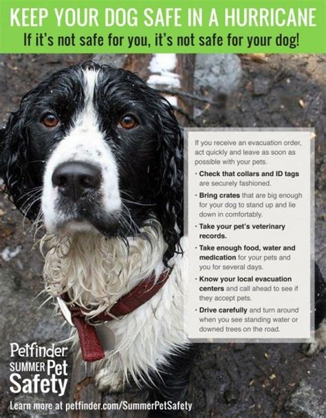 Evacuating With Your Dog What You Need To Know Pet Safety Dog Safe