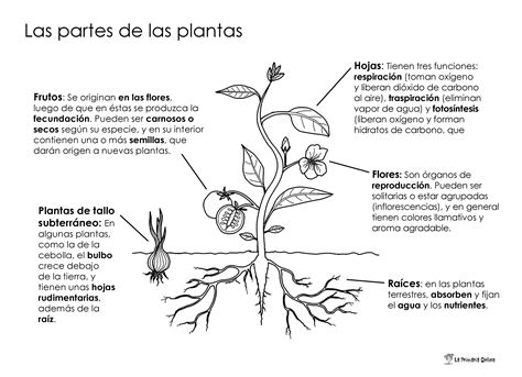 Partes De Una Planta Y Sus Funciones Esquemas Y Video Images