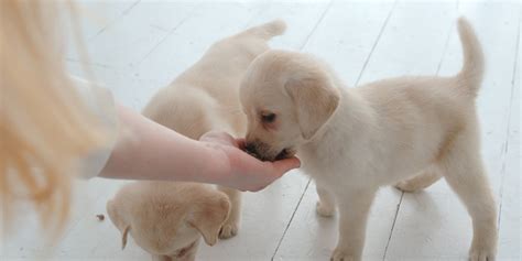 Delicious Delights Best Treats For Puppies And Dogs The Dog Blog
