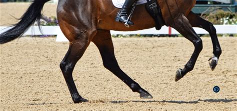 How To Treat A Swollen Hock On A Horse Expert Tips For Quick Relief