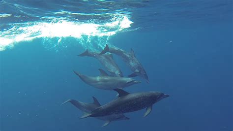 Swimming With A Pod Of Atlantic Spotted Dolphins Youtube