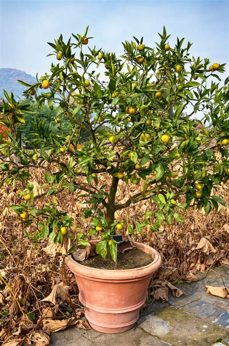 Pruning Fruit Trees In Containers When To Prune Fruit Trees In Pots