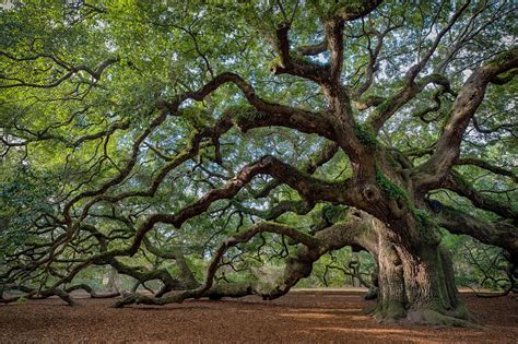 Large Southern Live Oak Quercus Virginiana Near Charleston South
